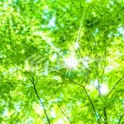 もりりんの画像