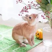 ゆうの画像