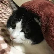 にゃ