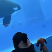 すりんだっくすの画像