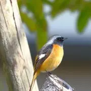 しょうの画像
