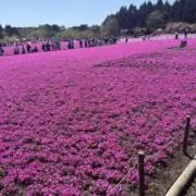 れい（断捨離中）無言購入OKの画像