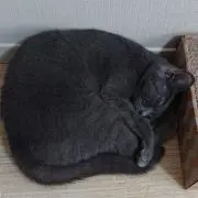 くーの画像