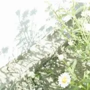 エリの画像