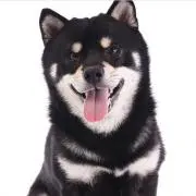 MGの画像