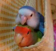 さおりの画像