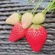 もちこの画像