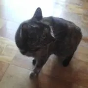 t.m プロフ確認要の画像