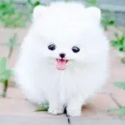 ドリーム