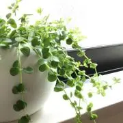 ペペロミアの画像