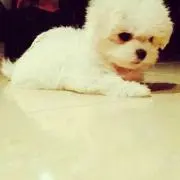 美ほ