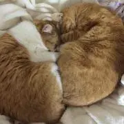 めぇの画像
