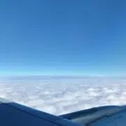 Sapの画像