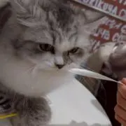みあの画像