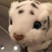 うさこの画像