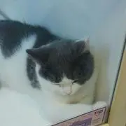 ちゃんあー