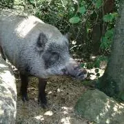 れいちんの画像