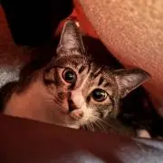 たぬの画像