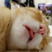 ゆうの画像