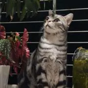 carmenの画像