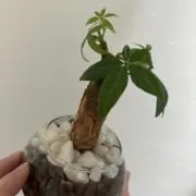 hayuhi  心を込めての画像