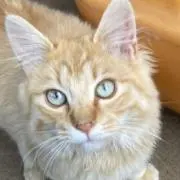 にゃんこの画像