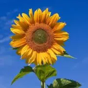 hello