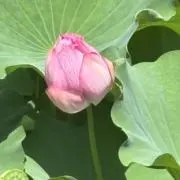だらだらねこ