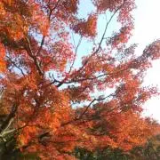 みわの画像
