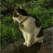 やまガールの画像