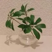 Annyaの画像