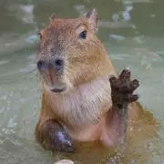 かぴの画像