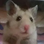 ペコの画像
