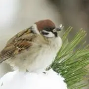 ふくらすずめの画像
