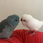 白と青の小鳥の画像