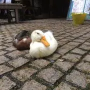 DiN