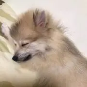 ちぃ坊の画像
