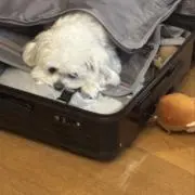 の