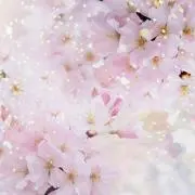 Sakura.