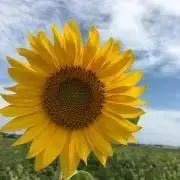 ☆sa...ki☆の画像