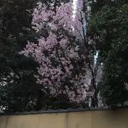 のとの画像