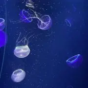 こたつクラゲの画像