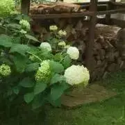 れいれいの画像
