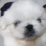 ゆーとぴの画像