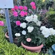 桜桃の画像