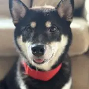 蹴鞠さん