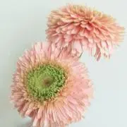 erim