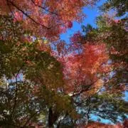 ふくろ８の画像
