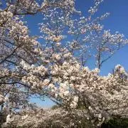 ゆう