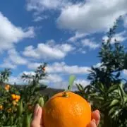 さく吉の画像